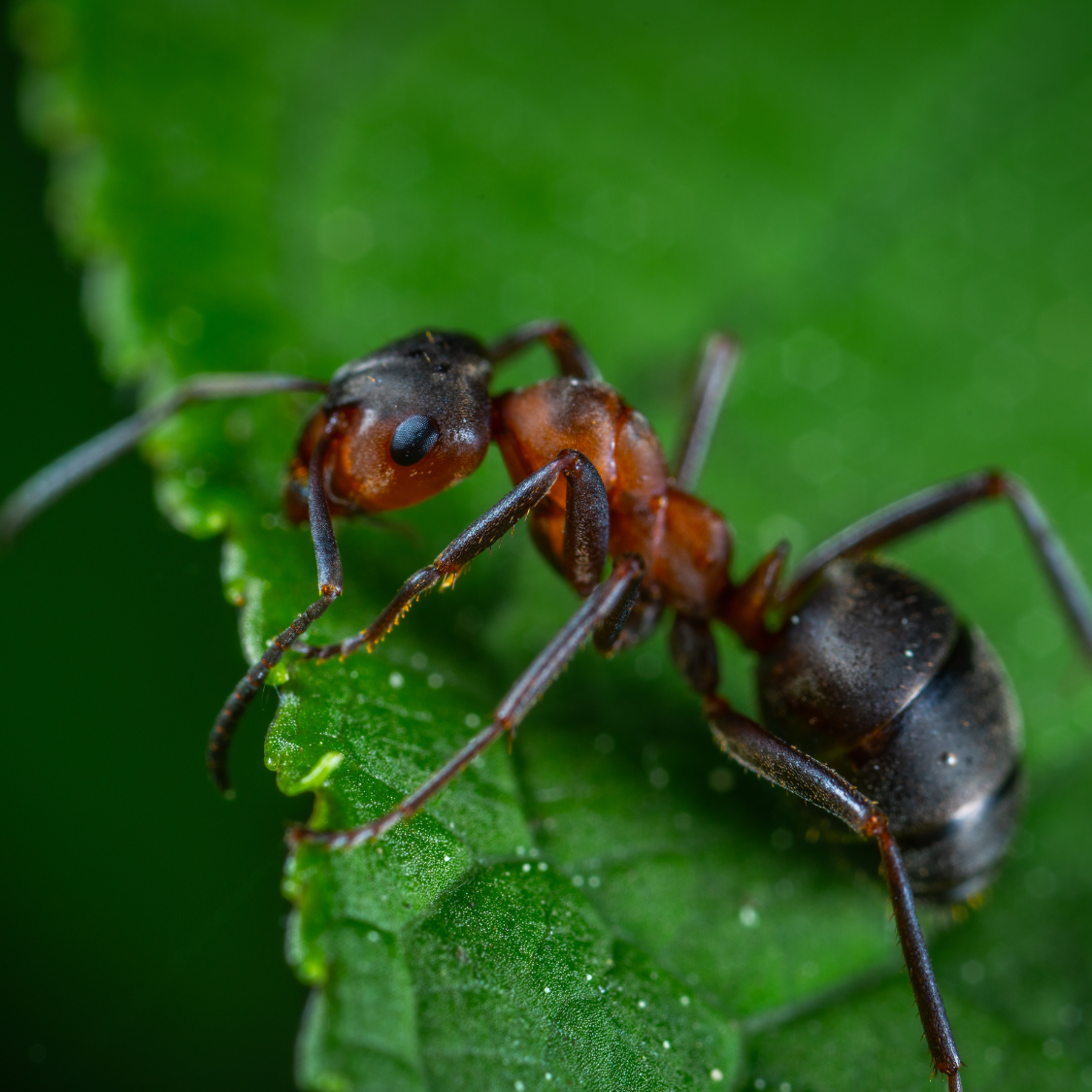 Ants