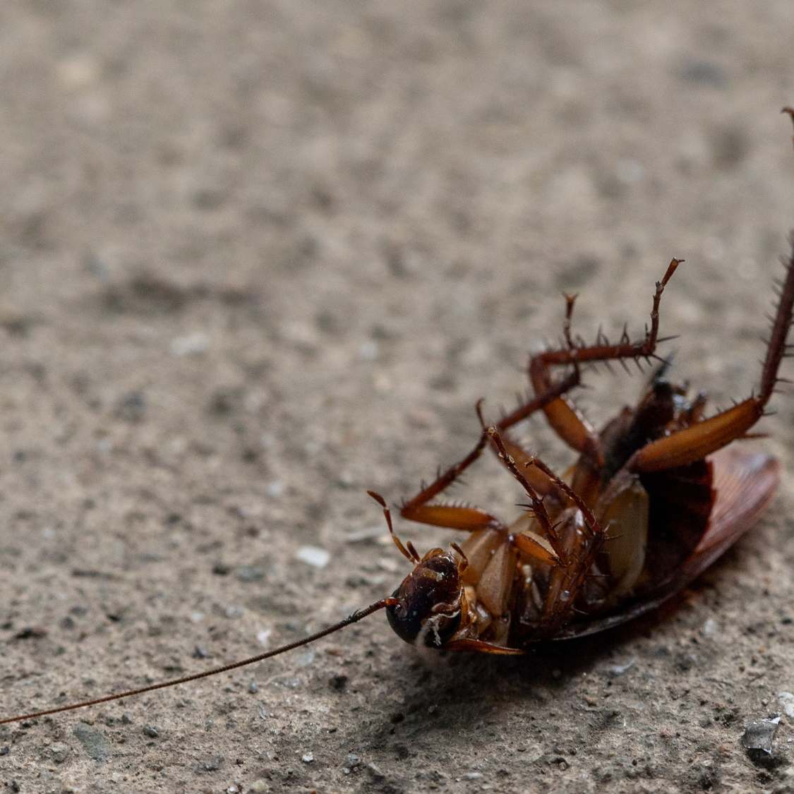 Cockroach