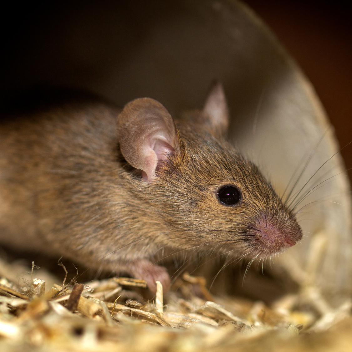 Rodents
