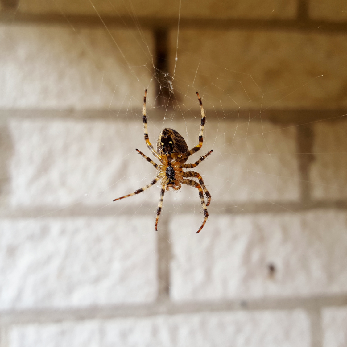 Spiders